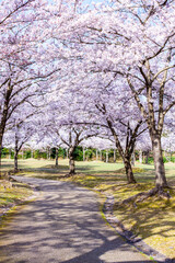 桜満開の並木道 鳥取県 因幡千本桜