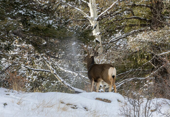 Mule Deer Buck in Snow