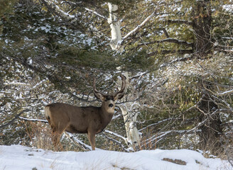 Mule Deer Buck in Snow