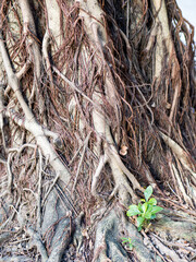 The roots of the banyan tree