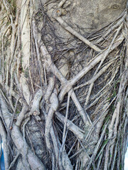 The roots of the banyan tree