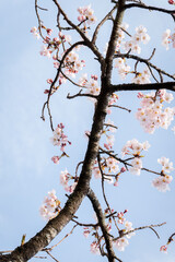 Pink cherry blossoms against a blue sky. Japan. Vertical format.