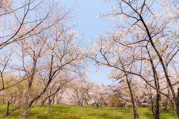 Fototapeta premium 岩手県平泉町・西行桜の森の桜