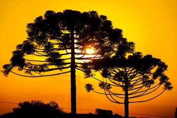 Sunset with araucarias in silhouette in the city of Pinhão, southern Brazil. Brazilian pine - obrazy, fototapety, plakaty