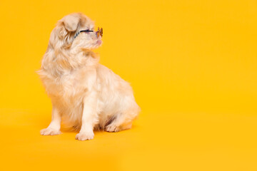 Cute Pekingese dog with sunglasses on yellow background. Space for text
