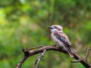 Kookaburra Curved Log