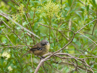 Scrub Tit Head Cocked