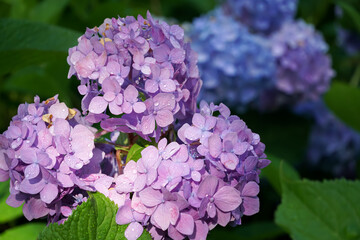アジサイ（紫陽花）