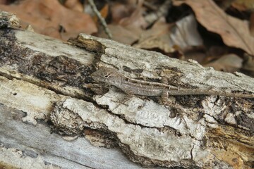 Tropical anole lizard on wood background in Florida wild, closeup