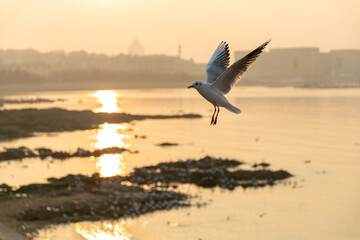 Seagulls flying by around sunset