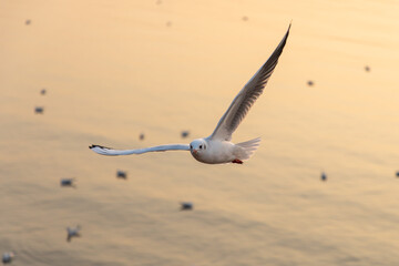 Seagulls flying by around sunset