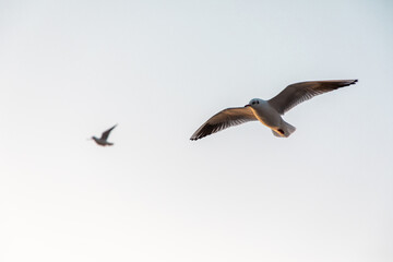Seagulls flying by around sunset
