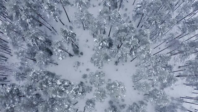 Drone flying forward directly over the tops of trees covered with snow in a pine forest in winter in severe frost. Top view of the tops of young coniferous trees in the snow