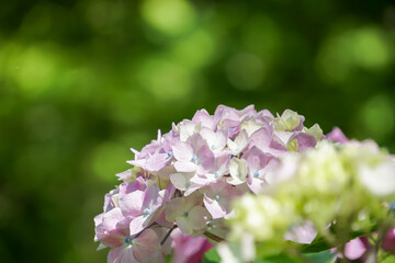 アジサイ（紫陽花）