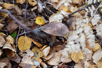 Cossack mushroom, Canada, Ontario
