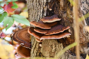 Polypore fungus, Canada