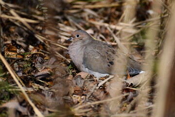 The mouring dove