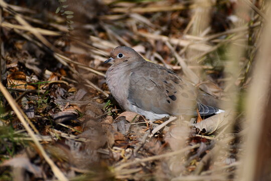 The mouring dove