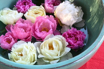 上野東照宮ぼたん苑で美しく咲く冬ぼたんの風景