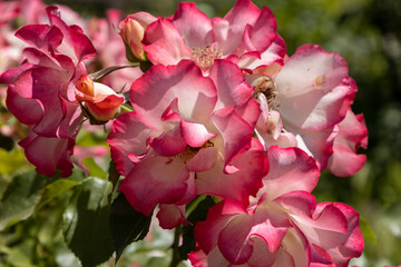 Obraz premium Flowers of a wild rose plant. Scented flowers