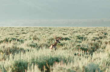 Grand Teton National Park 