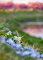 川辺の草花と背景の桜並木
