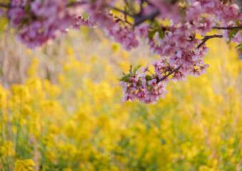 早咲き桜と菜の花