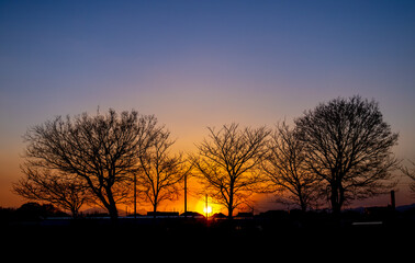 夕陽と樹々のシルエット