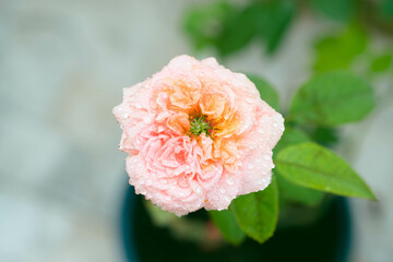 Closeup to spring flower head orange rose in the garden