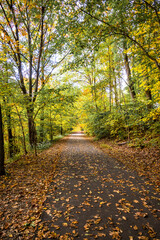Attractive walking path for lovers of autumn nature with yellowing trees and falling leaves