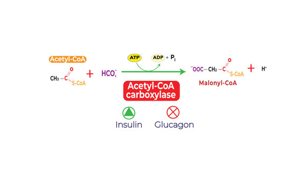 Acetyl-CoA Carboxylase