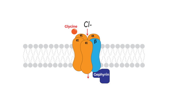 Glycine receptor