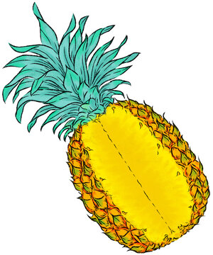 Digital Drawing Of Pineapple Cut In Angle Isolated Transparent Background