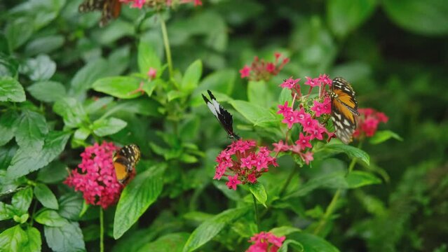 Colorful butterflyes on Pink Pentas lanceolate Flowers Green Leaves.