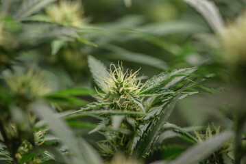 Dark green marijuana flowers and leaves Marijuana growing in marijuana farmers plant farm, natural marijuana or sativa ganja weed green herb for medical use.