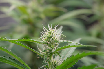 Dark green marijuana flowers and leaves Marijuana growing in marijuana farmers plant farm, natural marijuana or sativa ganja weed green herb for medical use.