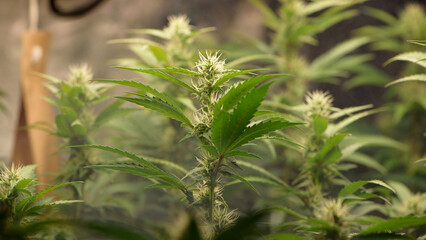 Dark green marijuana flowers and leaves rise with white smoke. Marijuana growing in marijuana farmers plant farm, natural marijuana or sativa ganja weed green herb for medical use.