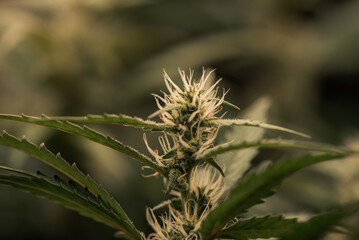 Dark green marijuana flowers and leaves Marijuana growing in marijuana farmers plant farm, natural marijuana or sativa ganja weed green herb for medical use.