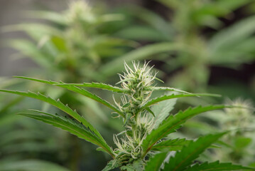 Dark green marijuana flowers and leaves rise with white smoke. Marijuana growing in marijuana farmers plant farm, natural marijuana or sativa ganja weed green herb for medical use.