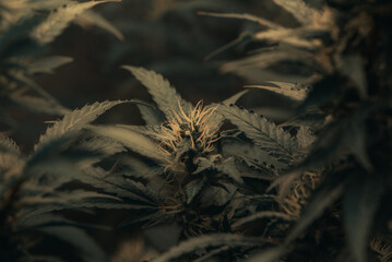 Dark green marijuana flowers and leaves Marijuana growing in marijuana farmers plant farm, natural marijuana or sativa ganja weed green herb for medical use.