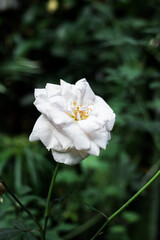 magnificent romantic beautiful pale pink and white heritage roses blooming