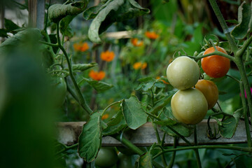 tomatoes are fruiting on the tree