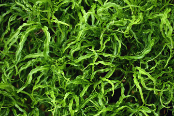 bunch of nature green leaves