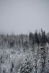 Snowy trees in Tahoe