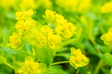 さいたま市田島ヶ原の野漆