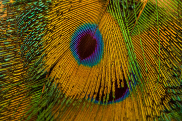 Peacock feather closeup. Peacock feather background texture.