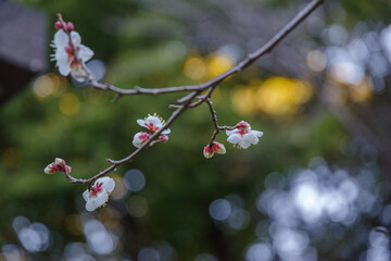 1月に早咲きの梅が咲く