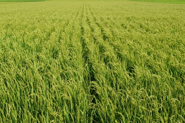 稔り始めた稲穂 山形庄内米