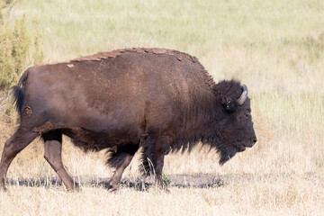  Wild American Bison (Buffalo) in a wildlife conservation program on Antelope Island in Utah, USA. 