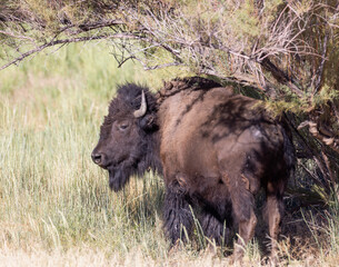  Wild American Bison (Buffalo) in a wildlife conservation program on Antelope Island in Utah, USA. 